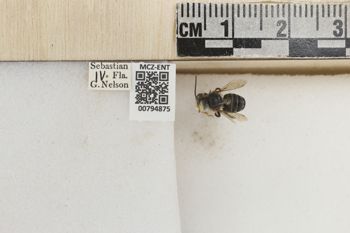 Media type: image;   Entomology 794875 Aspect: Labels